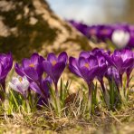 Krokus (Crocus vernus) ´REMEMBRANCE´ - 2-3 cibuľky v kvetináči, kont. P11